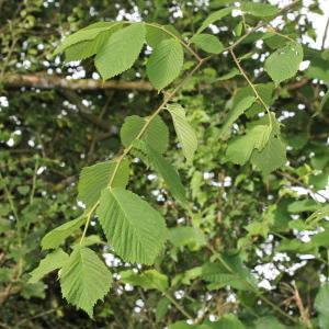 Photographie n°243448 du taxon Ulmus montana With.