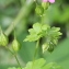  Marie  Portas - Geranium lucidum L.