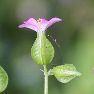 Geranium lucidum L. (Géranium luisant)