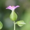  Marie  Portas - Geranium lucidum L.