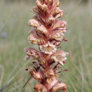 Orobanche eryngii-campestris F.W.Schultz (Orobanche couleur d'améthyste)