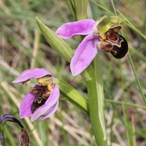 Photographie n°243465 du taxon Ophrys apifera Huds.