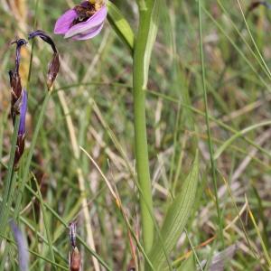 Photographie n°243467 du taxon Ophrys apifera Huds.