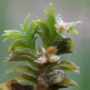 Photographie n°243484 du taxon Groenlandia densa (L.) Fourr.