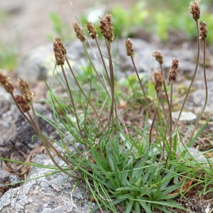 Photographie n°243487 du taxon Plantago alpina L. [1753]