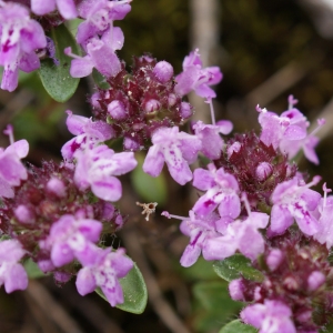 Photographie n°243499 du taxon Thymus serpyllum L. [1753]