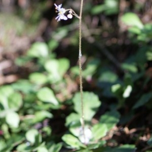 Photographie n°243501 du taxon Saxifraga cuneifolia L. [1759]