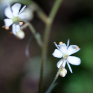 Photographie n°243503 du taxon Saxifraga cuneifolia L. [1759]