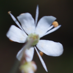 Photographie n°243504 du taxon Saxifraga cuneifolia L. [1759]