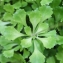  Liliane Roubaudi - Saxifraga cuneifolia L. [1759]