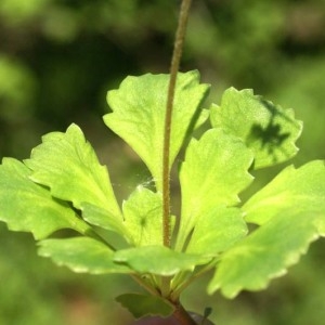 Photographie n°243522 du taxon Saxifraga cuneifolia L. [1759]