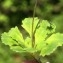  Liliane Roubaudi - Saxifraga cuneifolia L. [1759]