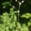  Liliane Roubaudi - Saxifraga cuneifolia L. [1759]