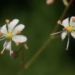 Photographie n°243526 du taxon Saxifraga cuneifolia L. [1759]