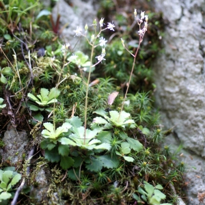 Photographie n°243528 du taxon Saxifraga cuneifolia L. [1759]