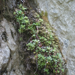 Photographie n°243529 du taxon Saxifraga cuneifolia L. [1759]