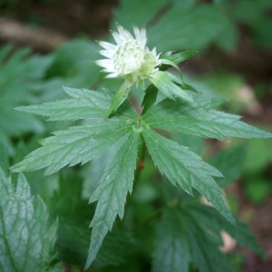 Photographie n°243531 du taxon Astrantia major L. [1753]