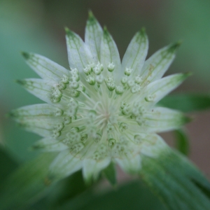 Photographie n°243533 du taxon Astrantia major L. [1753]