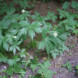 Photographie n°243536 du taxon Astrantia major L. [1753]