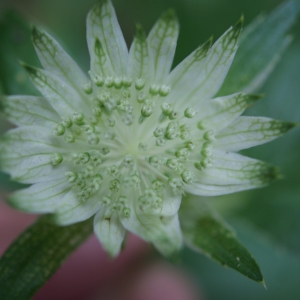 Photographie n°243537 du taxon Astrantia major L. [1753]