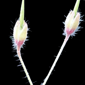 Photographie n°243554 du taxon Geranium phaeum L. [1753]
