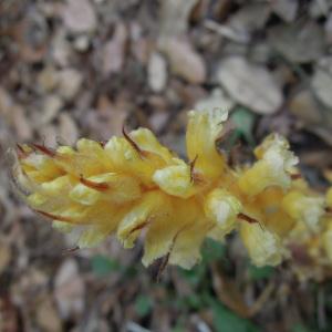 Photographie n°243566 du taxon Orobanche flava Mart. ex F.W.Schultz [1829]