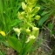  YANNICK DURAND - Platanthera chlorantha (Custer) Rchb. [1828]