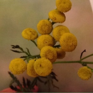 Photographie n°243603 du taxon Tanacetum vulgare L. [1753]