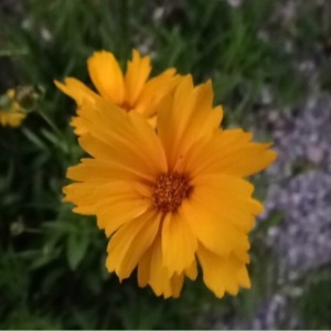 Photographie n°243628 du taxon Coreopsis grandiflora Hogg ex Sweet [1836]