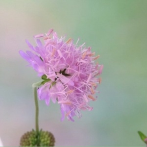 Photographie n°243629 du taxon Knautia arvensis (L.) Coult. [1828]