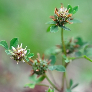 Photographie n°243634 du taxon Trifolium glomeratum L. [1753]