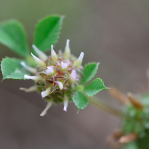 Photographie n°243635 du taxon Trifolium glomeratum L. [1753]