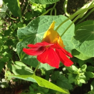 Tropaeolum elatum Salisb. (Capucine)