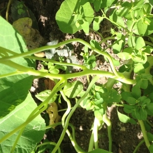 Photographie n°243655 du taxon Tropaeolum majus L. [1753]