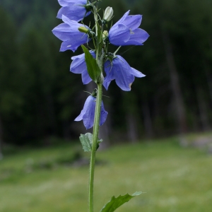 Photographie n°243680 du taxon Campanula rhomboidalis L. [1753]