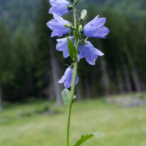 Photographie n°243681 du taxon Campanula rhomboidalis L. [1753]