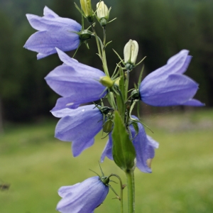 Photographie n°243682 du taxon Campanula rhomboidalis L. [1753]