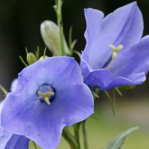 Photographie n°243685 du taxon Campanula rhomboidalis L. [1753]