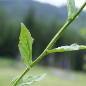 Photographie n°243686 du taxon Campanula rhomboidalis L. [1753]