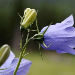 Photographie n°243690 du taxon Campanula rhomboidalis L. [1753]