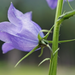 Photographie n°243692 du taxon Campanula rhomboidalis L. [1753]