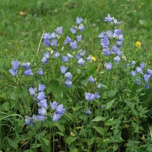 Photographie n°243693 du taxon Campanula rhomboidalis L. [1753]