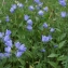  Liliane Roubaudi - Campanula rhomboidalis L. [1753]