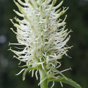 Photographie n°243696 du taxon Phyteuma spicatum L. [1753]