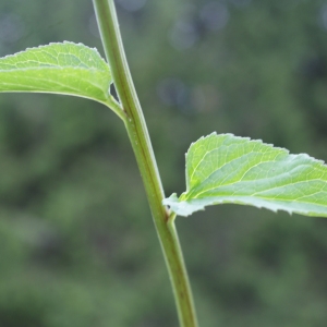 Photographie n°243697 du taxon Phyteuma spicatum L. [1753]