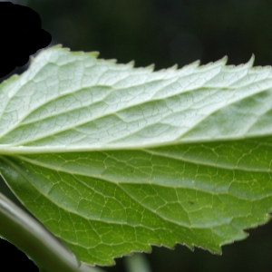 Photographie n°243699 du taxon Phyteuma spicatum L. [1753]