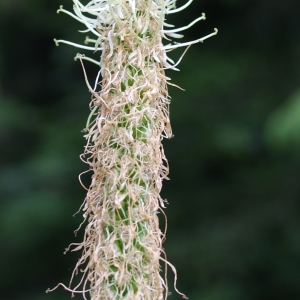 Photographie n°243703 du taxon Phyteuma spicatum L. [1753]