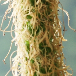 Photographie n°243704 du taxon Phyteuma spicatum L. [1753]