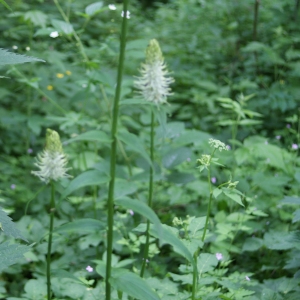 Photographie n°243707 du taxon Phyteuma spicatum L. [1753]