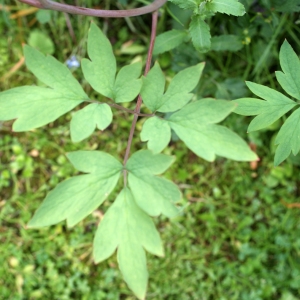 Photographie n°243715 du taxon Dicentra spectabilis (L.) Lem. [1847]